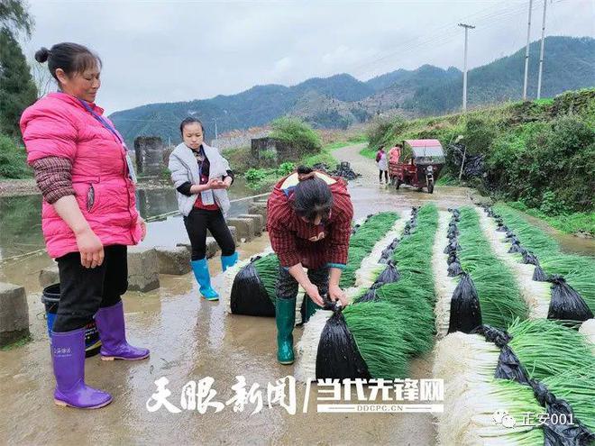 种植大葱视频教程_种植大葱的视频_大葱种植致富视频