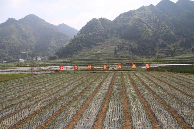 种植大葱视频教程_大葱种植致富视频_种植大葱的视频