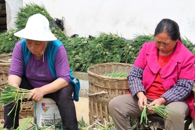 种植大葱的视频_种植大葱视频教程_大葱种植致富视频