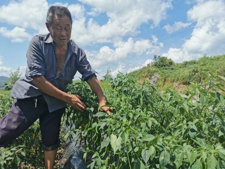 致富辣椒村民种植视频_村民种植辣椒致富_农民种植辣椒收入怎么样