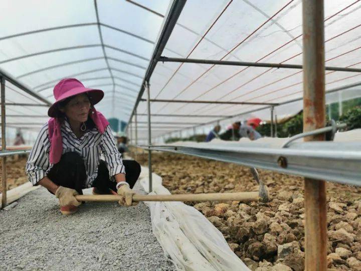 村民种植辣椒致富_致富辣椒村民种植视频_农民种植辣椒收入怎么样