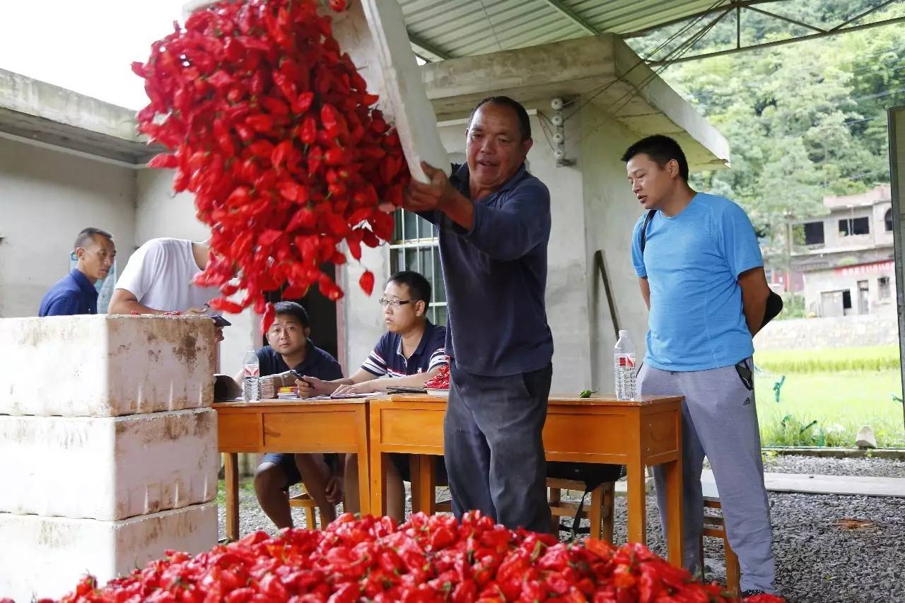 致富辣椒村民种植图片_村民种植辣椒致富_农村种辣椒技术