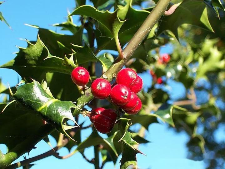 【植物界全系列】双子叶植物纲—冬青目