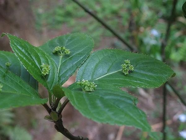 冬青植物怎么养殖技术_冬青养殖的注意事项_冬青的养殖