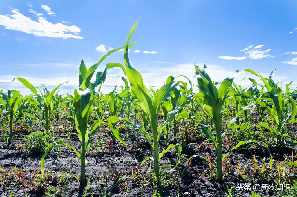 玉米高产种植技术新闻_玉米高产种植新技术_玉米高产栽培新技术