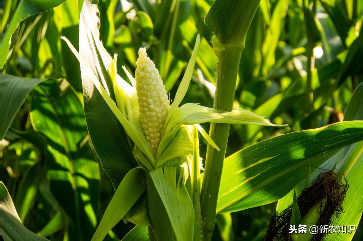 玉米高产种植技术新闻_玉米高产栽培新技术_玉米高产种植新技术