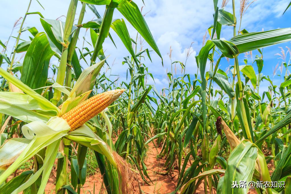 玉米高产种植技术新闻_玉米高产栽培新技术_玉米高产种植新技术