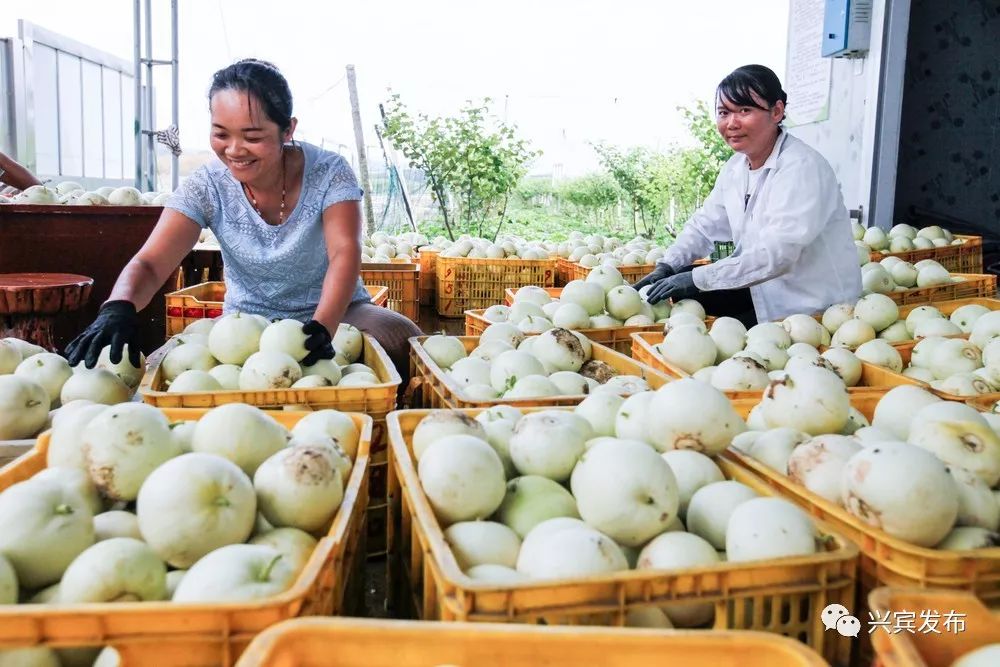 【产业】蜜枣地里套种香瓜  亩产万元不是浮夸