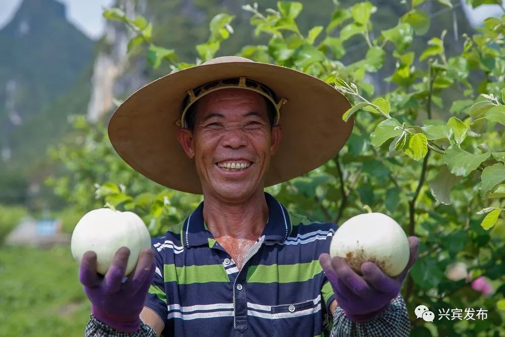 翠梨甜瓜种植技术_梨翠种植甜瓜技术与管理_脆梨甜瓜种植与管理