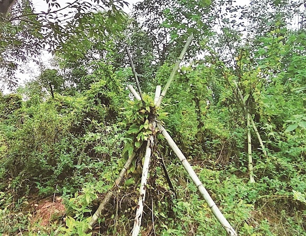 药材种植基地亩产7000斤 荆门东宝300亩百部根带动村民致富