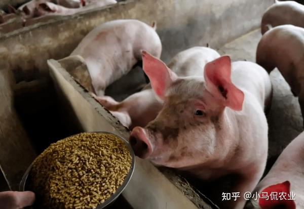 大户养殖致富视频_致富创业网养殖视频_养殖致富网视频