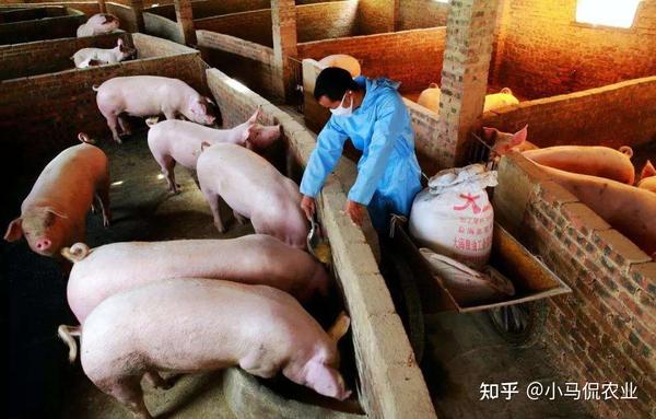 致富创业网养殖视频_养殖致富网视频_大户养殖致富视频