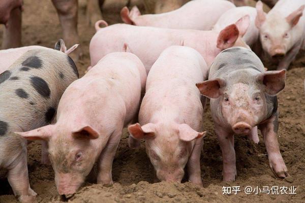 大户养殖致富视频_养殖致富网视频_致富创业网养殖视频