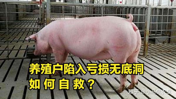 大户养殖致富视频_致富创业网养殖视频_养殖致富网视频