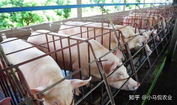养殖致富网视频_大户养殖致富视频_致富创业网养殖视频
