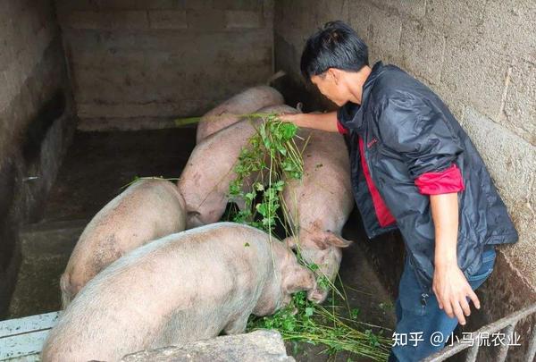 大户养殖致富视频_致富创业网养殖视频_养殖致富网视频