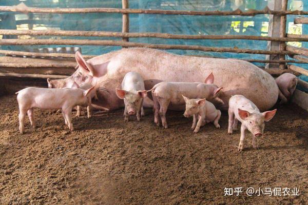 大户养殖致富视频_致富创业网养殖视频_养殖致富网视频