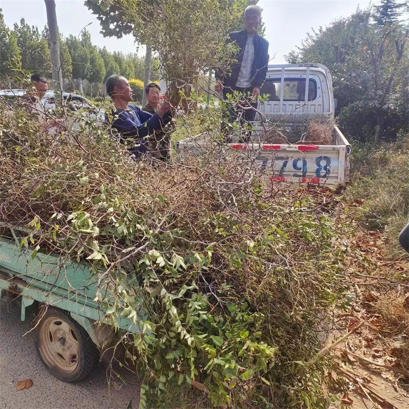 山地致富经_山地种植致富_山地种植什么赚钱