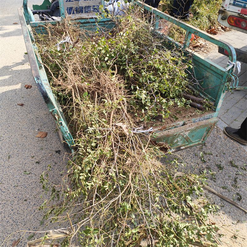 山地种植致富_山地致富经_山地种植什么赚钱