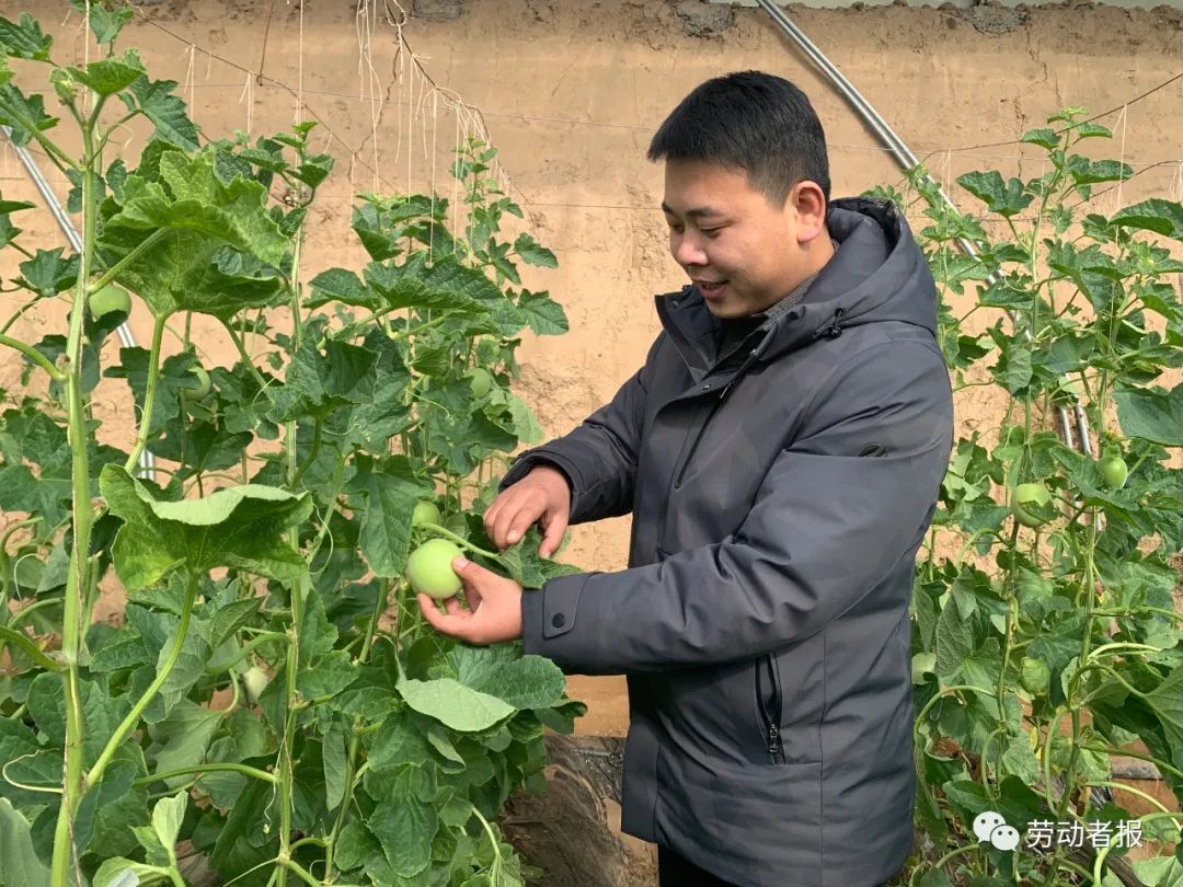 翠梨甜瓜种植技术_梨瓜种植技术视频_脆梨甜瓜种植与管理