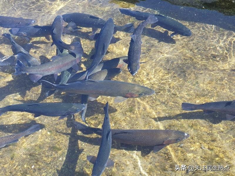 河北水产养殖_河北水产养殖基地_河北淡水养殖致富