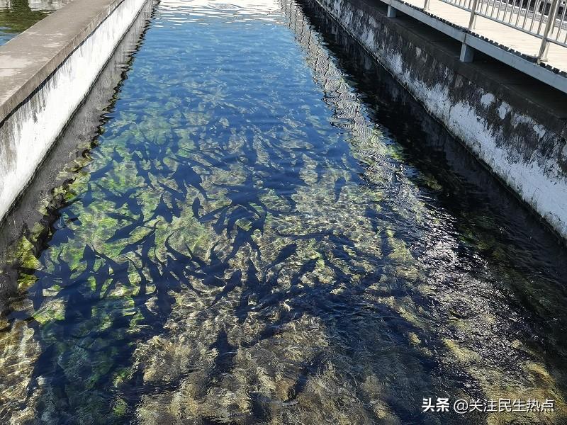 河北水产养殖基地_河北淡水养殖致富_河北水产养殖