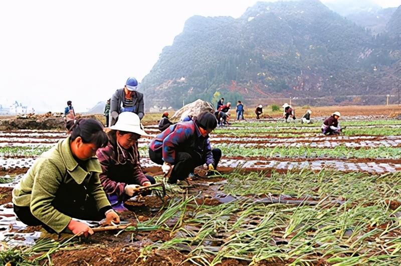 小葱子怎么种植技术_葱子种植小葱的正确方法_种小葱的技术