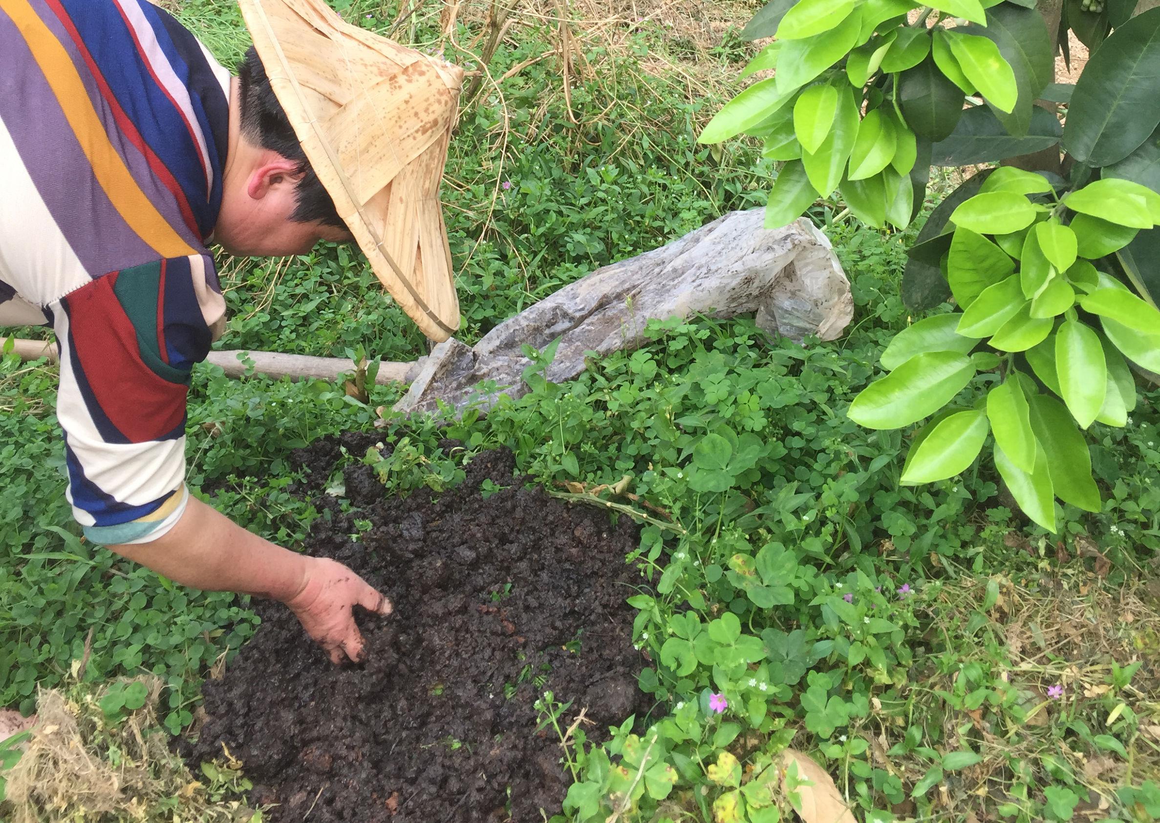 柚子种植树技术要点_柚子树种植技术_柚子种植树技术与管理