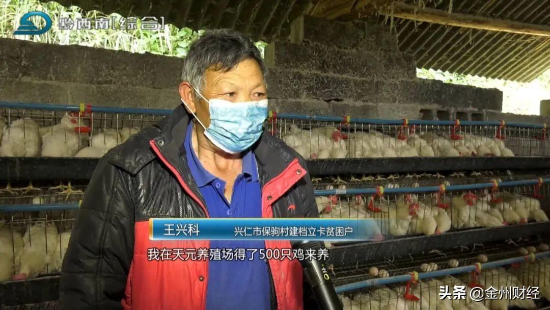 广西蛋鸡养殖基地_广西蛋鸡养殖项目_广西养殖蛋鸡致富