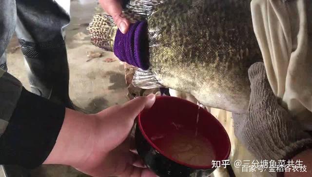 水库养殖鱼鸭嘴技术视频_水库养殖鱼鸭嘴技术要点_鸭嘴鱼水库养殖技术