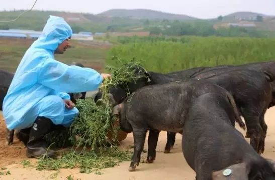 致富经 无骨猪蹄_猪蹄骨的功效与作用_无骨猪蹄加盟