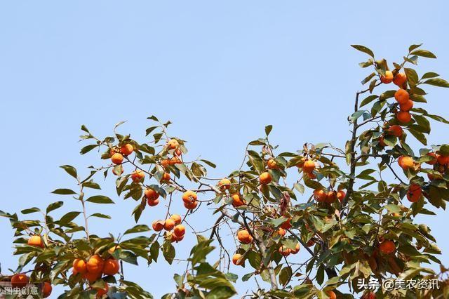 柿子种植致富方法_致富柿子种植方法图片_致富经种柿子