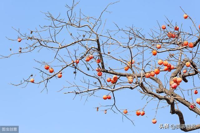 致富经种柿子_致富柿子种植方法图片_柿子种植致富方法