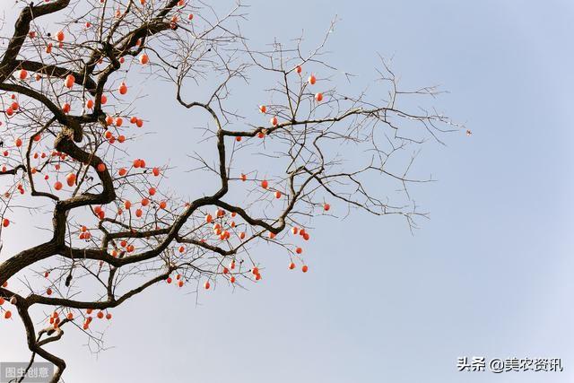 致富柿子种植方法图片_致富经种柿子_柿子种植致富方法