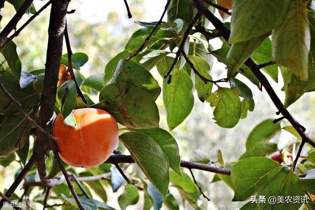 致富经种柿子_柿子种植致富方法_致富柿子种植方法图片