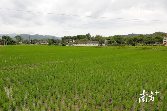 撂荒耕地披绿装！梅江区积极探索复耕复种新路子，推动乡村振兴