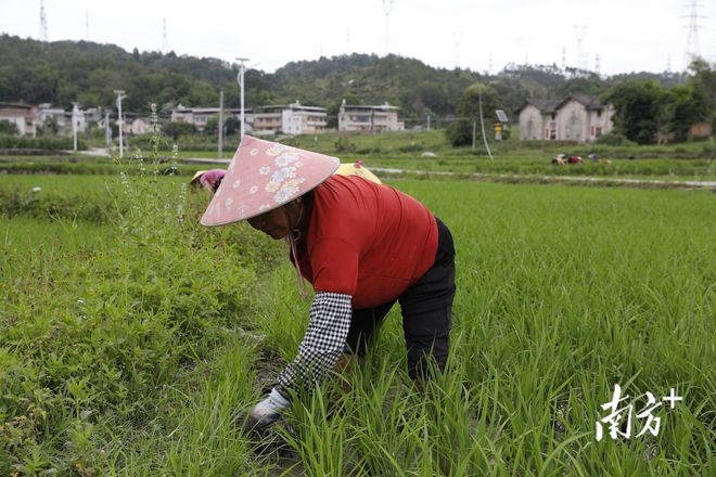 四川可以种植藜麦吗_试种植藜麦探索致富新路子_藜麦种植