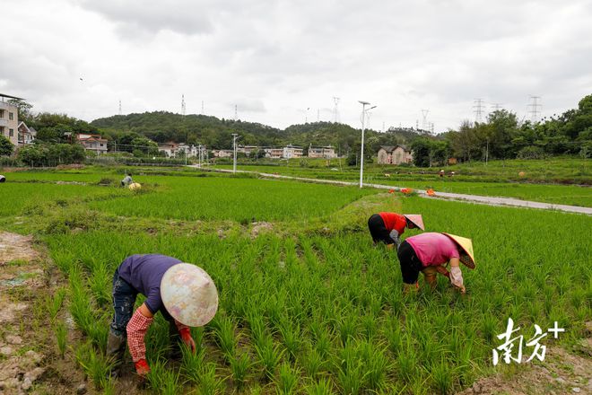 藜麦种植_试种植藜麦探索致富新路子_四川可以种植藜麦吗