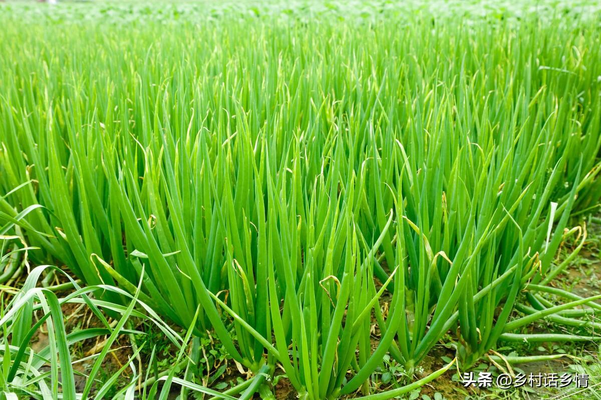 种植小葱子技术与管理_小葱子怎么种植技术_种植小葱子技术要点