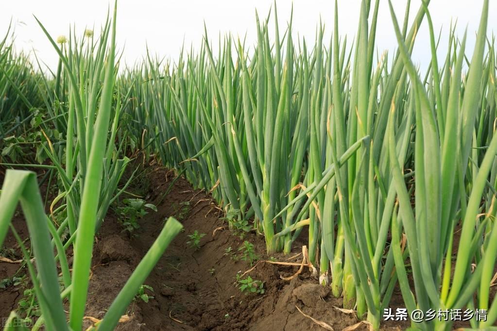 种植小葱子技术与管理_小葱子怎么种植技术_种植小葱子技术要点