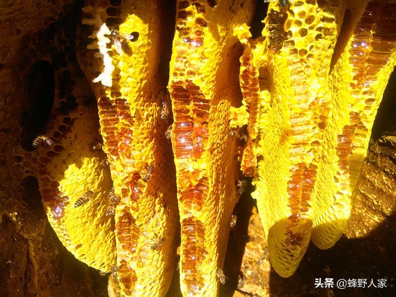 虫楼种植技术视频_虫楼种植技术视频_虫楼种植技术视频