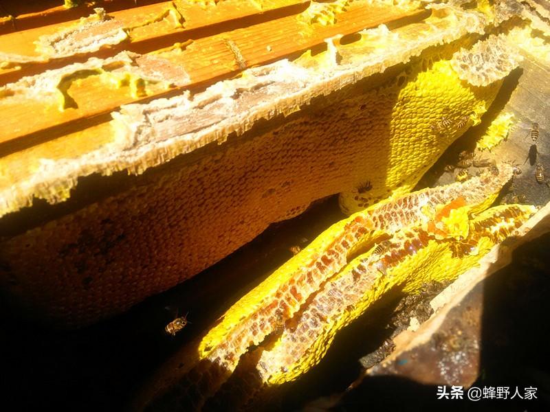 虫楼种植技术视频_虫楼种植技术视频_虫楼种植技术视频