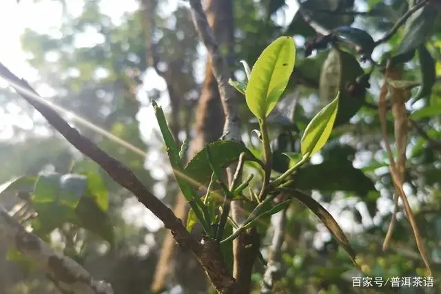 种植茶树的效益怎么样_种植茶树赚钱吗_茶树怎么种植致富