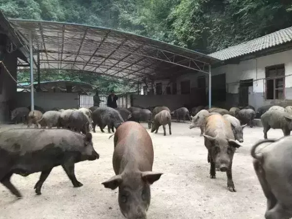 致富经 湖北野猪_致富经野猪配家猪_致富经20161227养野猪