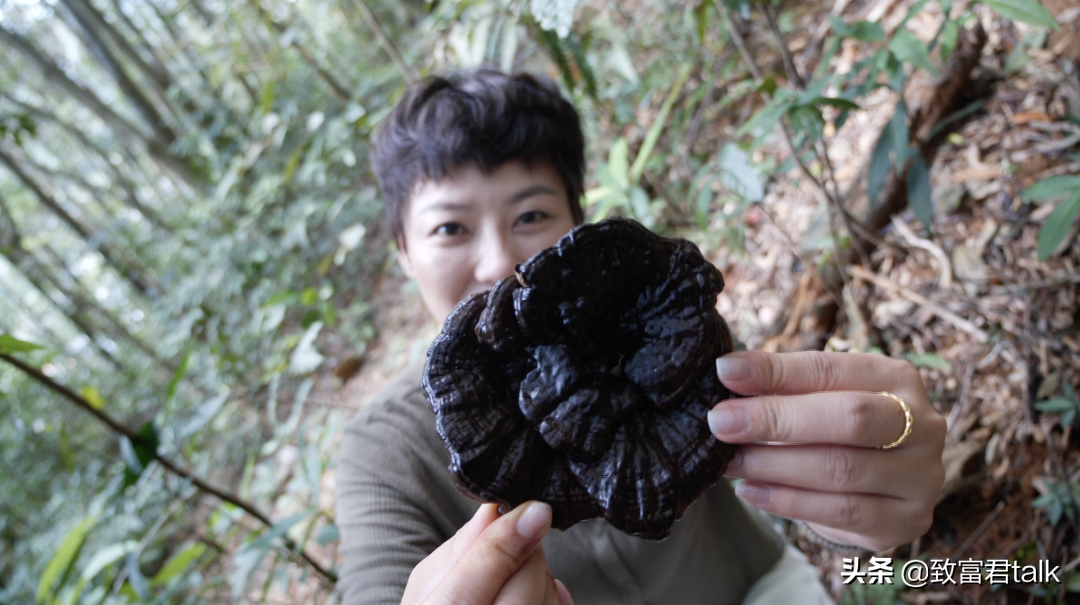 致富经 湖北野猪_致富经野猪养殖视频全集_致富经野猪配家猪