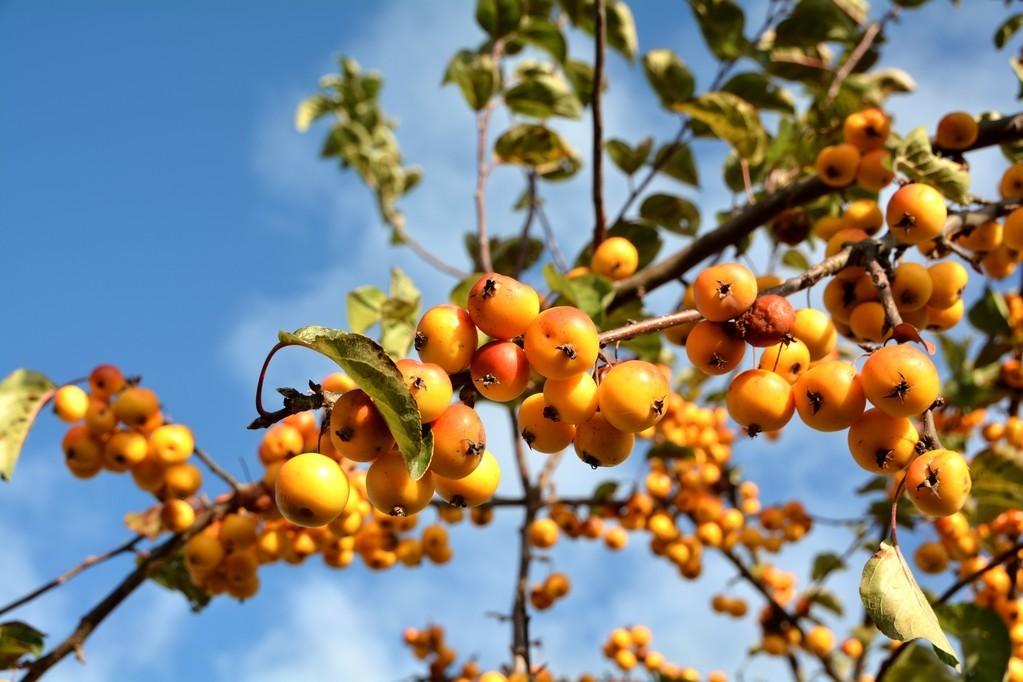 柿子种植致富方法_致富柿子种植方法图片_致富柿子种植方法图解