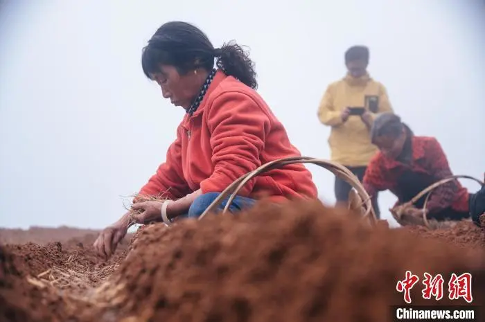 太子参种植成本及利润_太子参种植是骗局吗_太子参种植成为群众致富