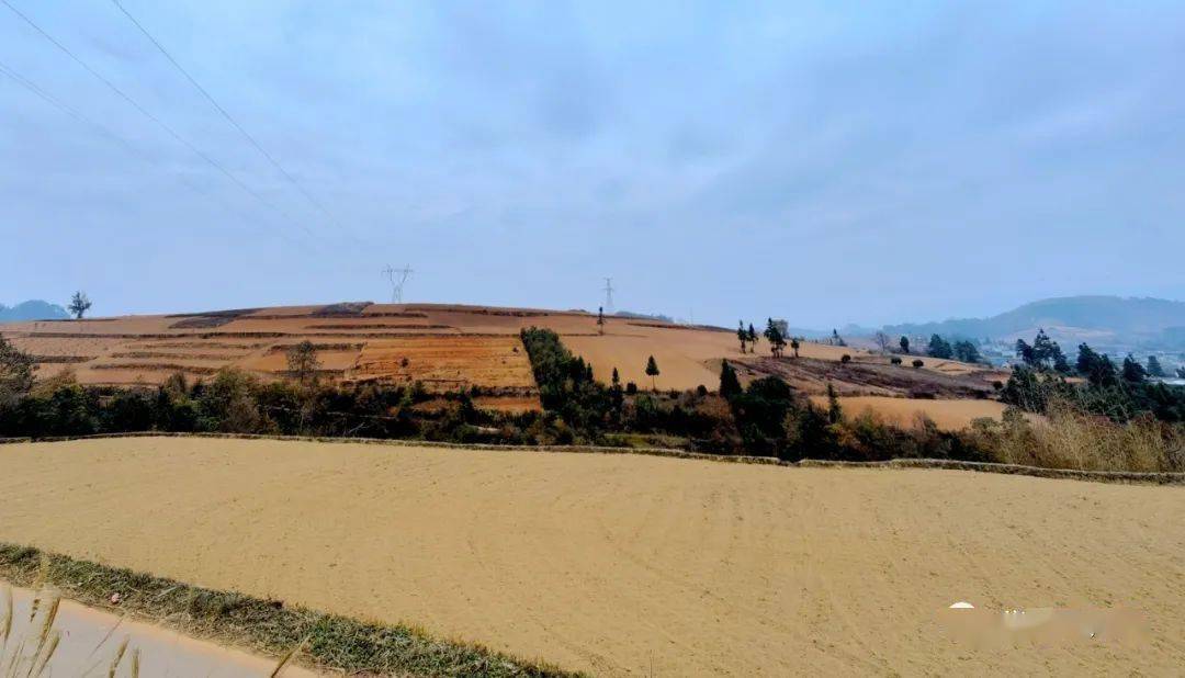 太子参种植成为群众致富_太子参种植是骗局吗_太子参种植效益