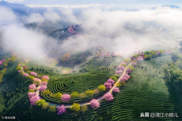 农村茶树密植矮化栽培，为茶园“提质增效”