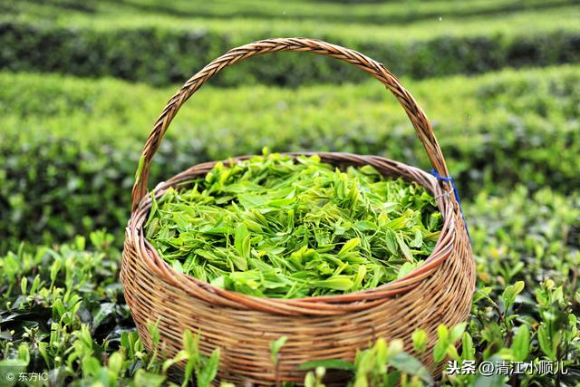 茶树怎么种植致富_致富茶树种植方法_种植茶树赚钱吗